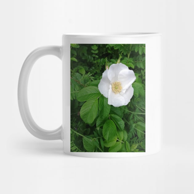 White wild rose by esvb